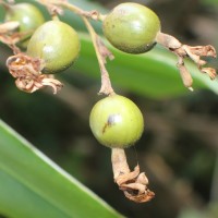 Alpinia nigra (Gaertn.) Burtt